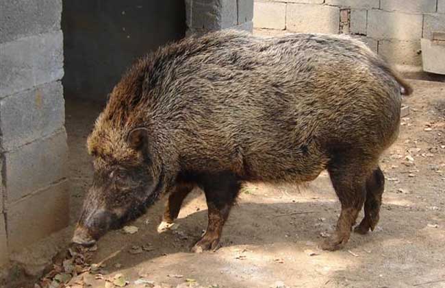 特种野猪养殖的六大误区