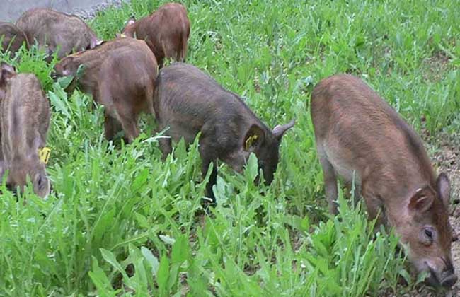 养野猪有销路吗