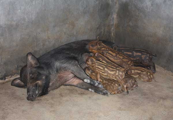 特种野猪繁殖技术