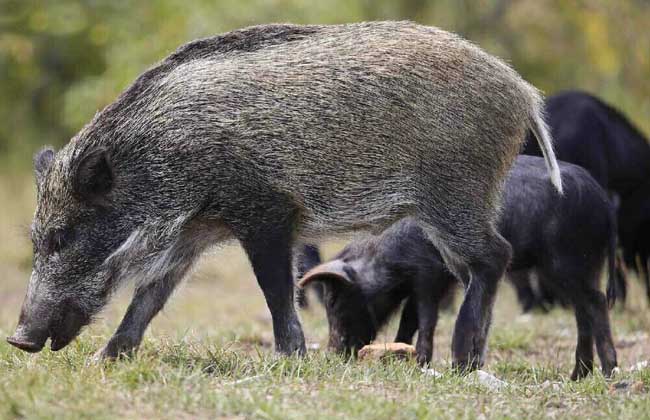 养野猪要什么条件