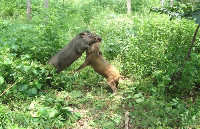 特种野猪养殖常见问题