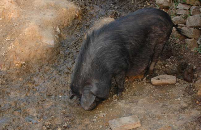 野猪养殖场圈舍建造方法