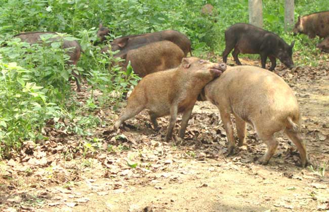 野猪养殖场消毒的几大误区