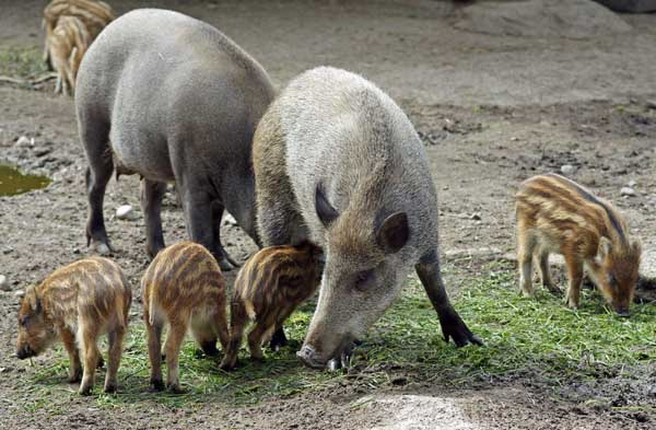 特种野猪冬季管理方案