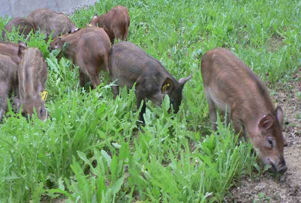 野猪养殖的疾病预防措施