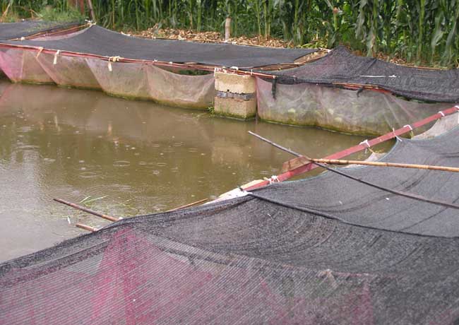黄鳝养殖中生石灰的使用注意事项