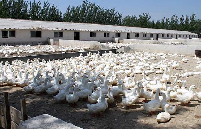 如何提高肉鸭养殖的成活率