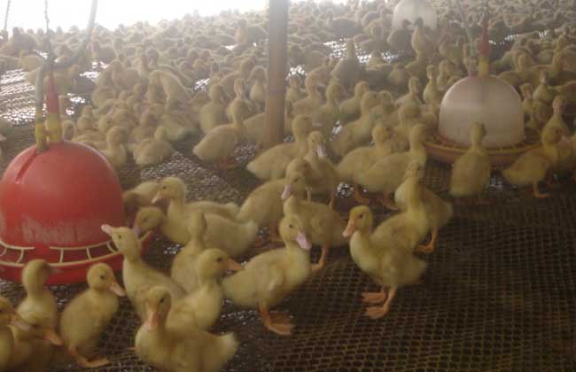怎样提高鸭子的产蛋量 