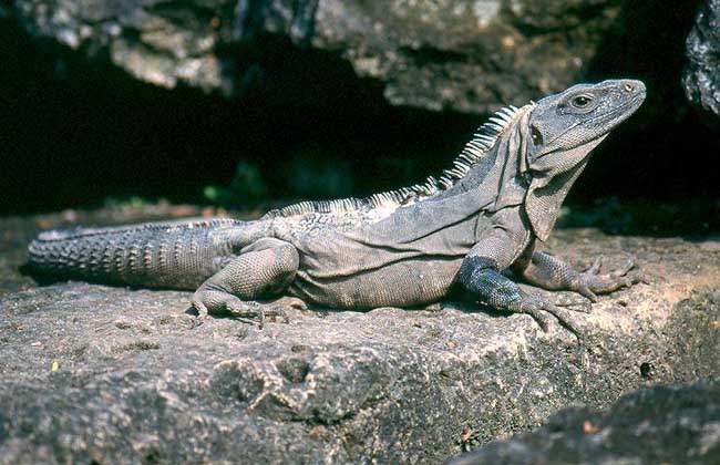 刺尾鬣蜥多少钱一只