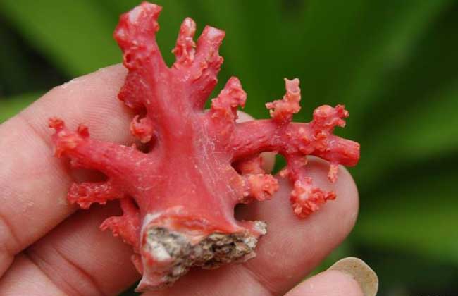 红珊瑚多少钱一克