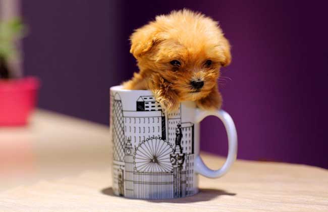 茶杯泰迪犬多少钱一只