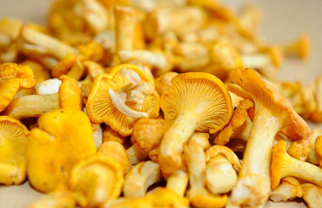 鸡油菌价格多少钱一斤