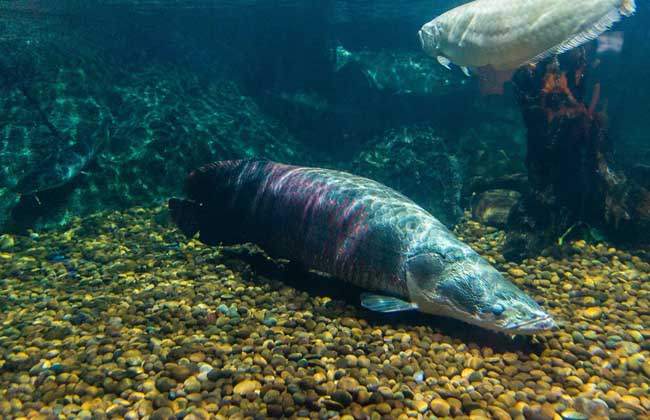 巨骨舌鱼多少钱一斤