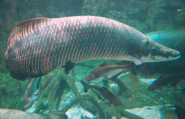 巨骨舌鱼多少钱一斤