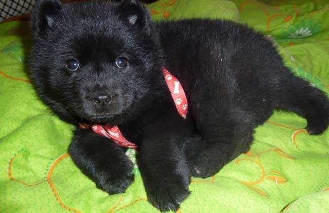 黑熊犬价格多少钱一只