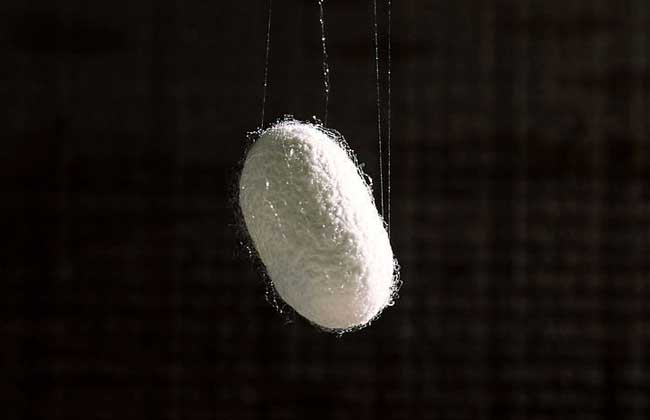 蚕茧多少钱一斤
