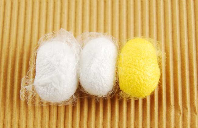 蚕茧多少钱一斤
