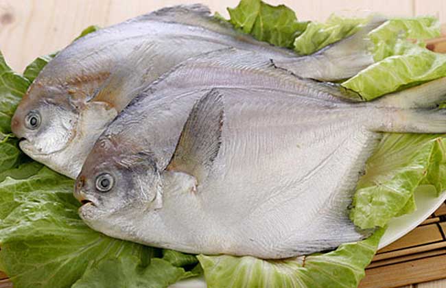 白鲳鱼价格多少钱