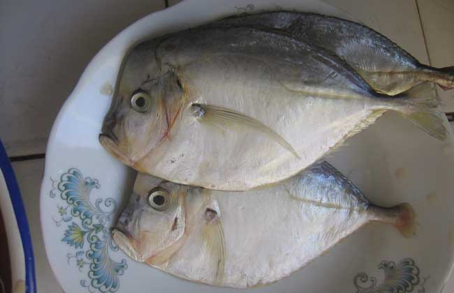 鲳鱼多少钱一斤