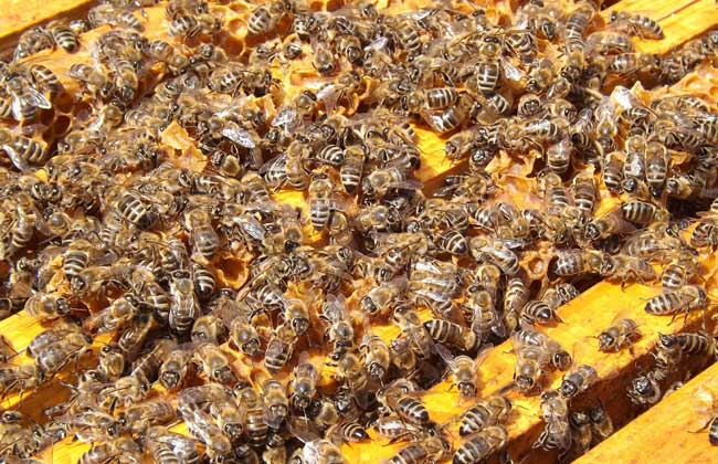 蜜蜂多少钱一箱