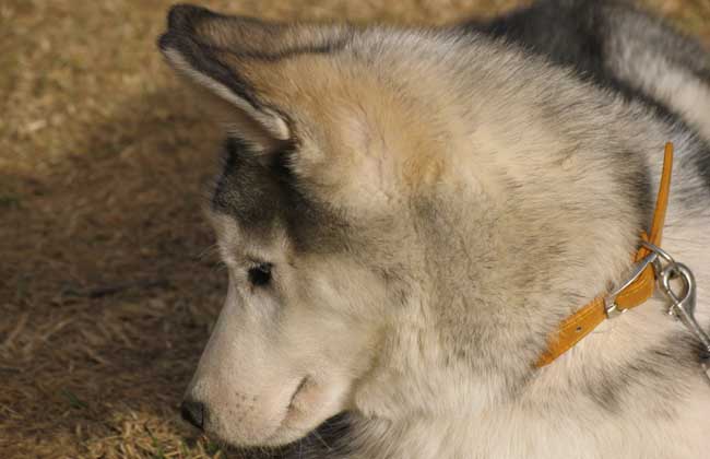 阿拉斯加雪橇犬多少钱一只
