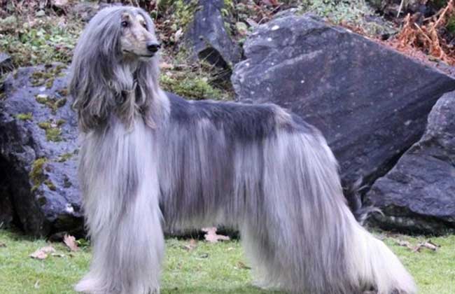 阿富汗猎犬多少钱