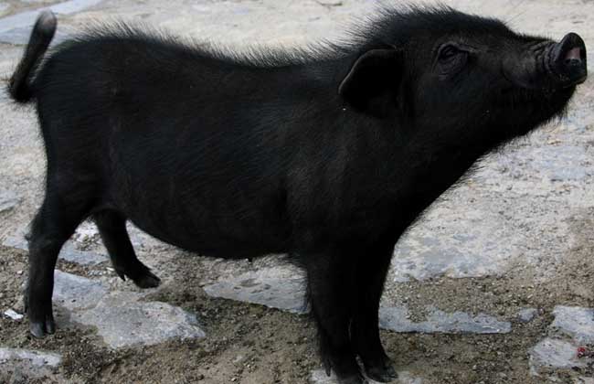 藏香猪多少钱一斤