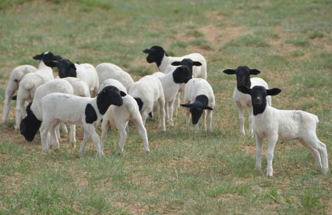 杜泊羊的市场价格