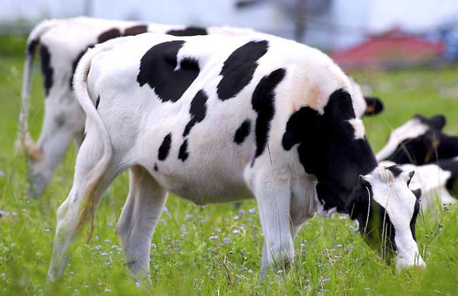 一頭奶牛多少錢