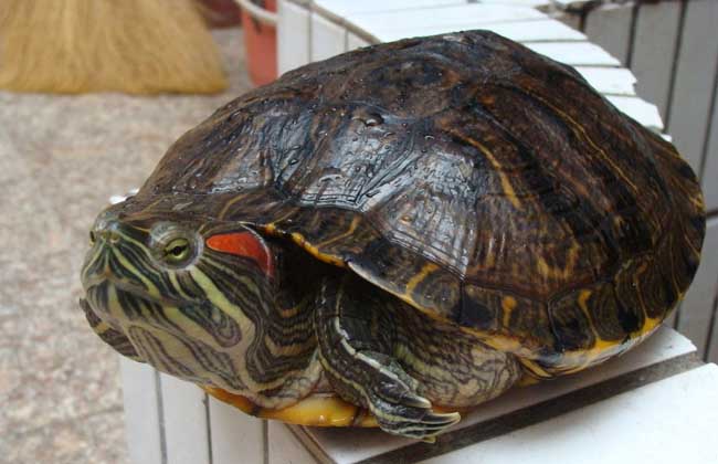巴西龟多少钱一只