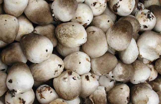 草菇多少钱一斤