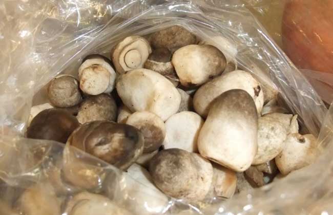 草菇多少钱一斤