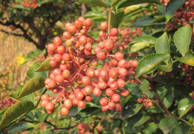 花椒的价格多少钱？