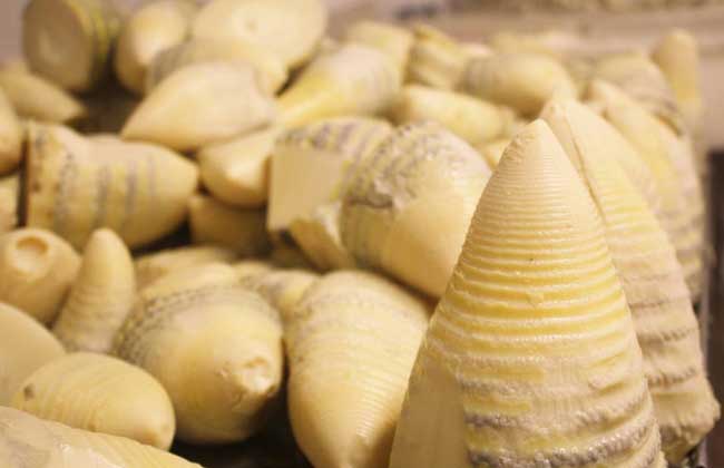 冬笋价格多少钱一斤？