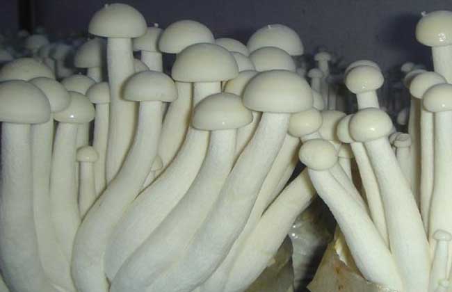 白玉菇价格多少钱一斤？