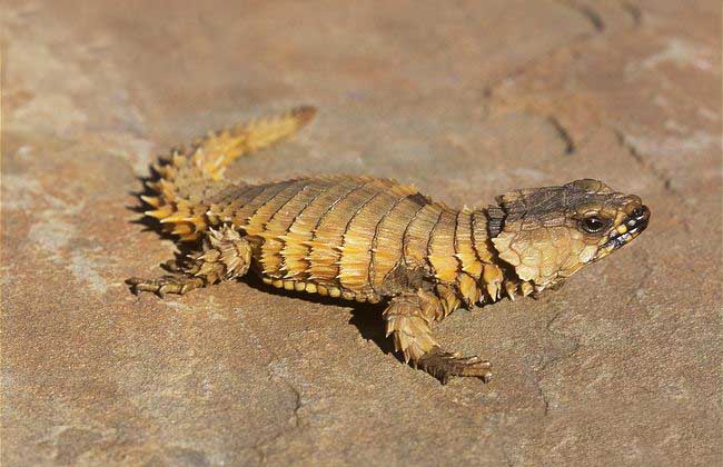 南非犰狳蜥多少钱一只？