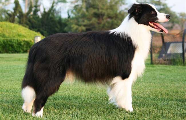 纯种边境牧羊犬多少钱一只？