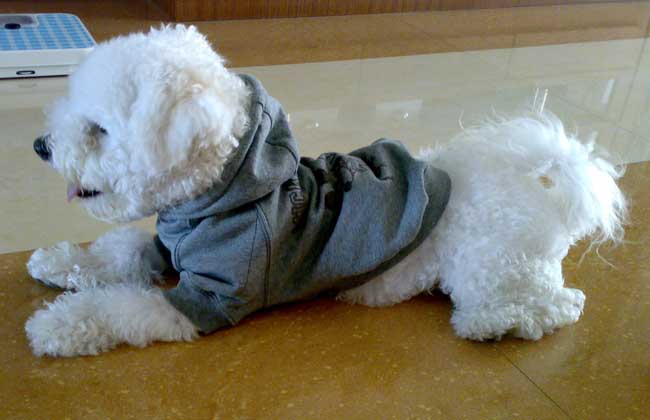 卷毛比熊犬多少钱一只？