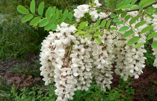 刺槐树价格多少钱？