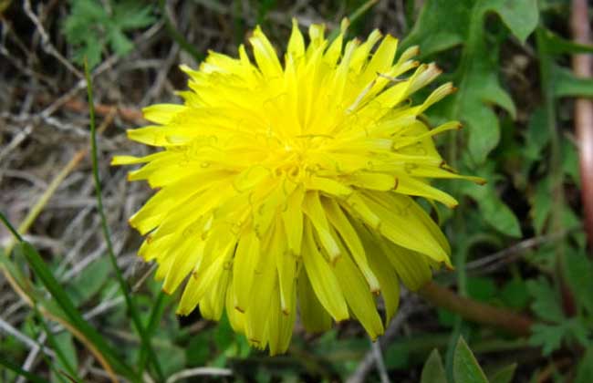 蒲公英种子多少钱一斤？