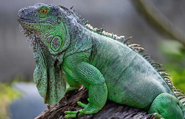 蜥蜴多少钱一只？