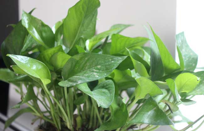 盆栽绿萝多少钱一盆？