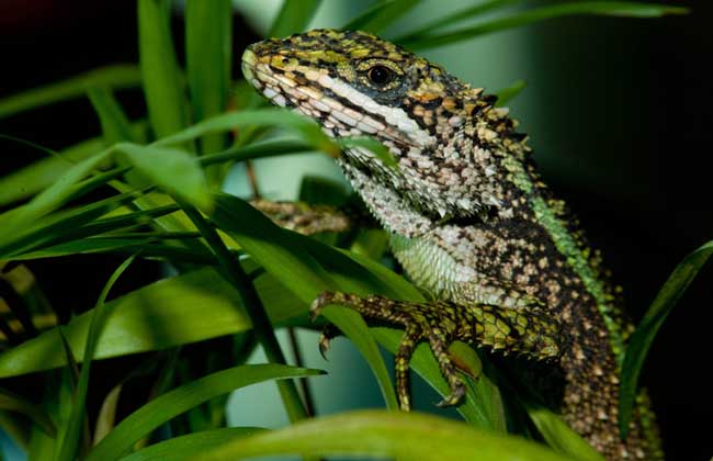 丽纹龙蜥多少钱一只？