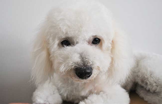 纯种比熊犬多少钱一只？