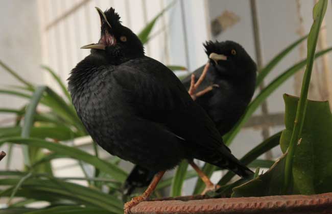 八哥鸟多少钱一只？