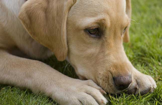 拉布拉多犬多少钱一只？
