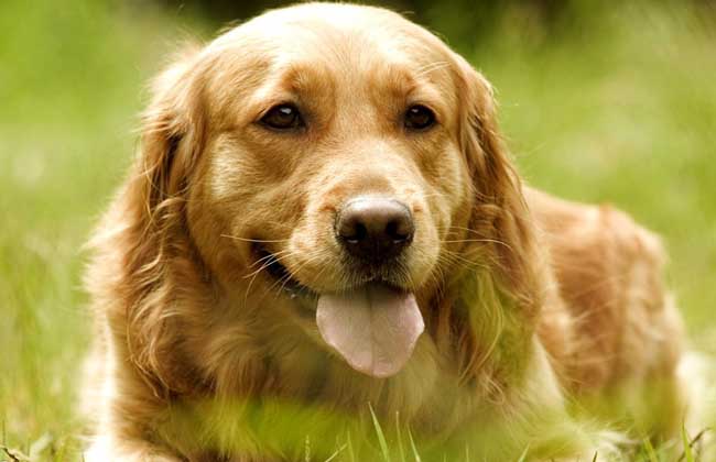 金毛犬多少钱一只？