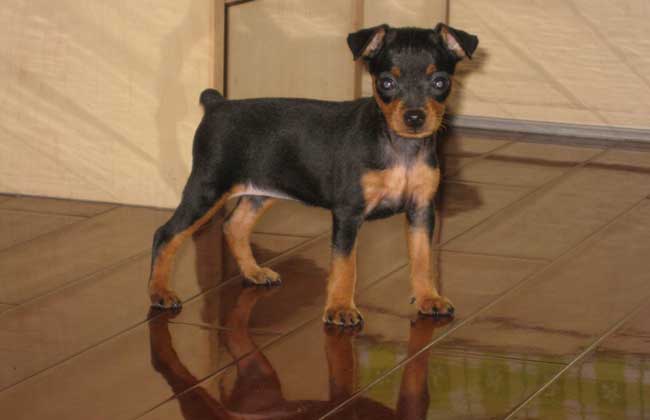 小鹿犬多少钱一只？