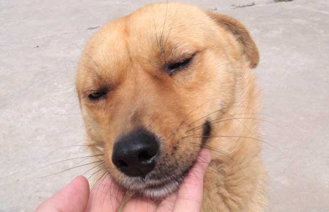 中华田园犬多少钱一只？