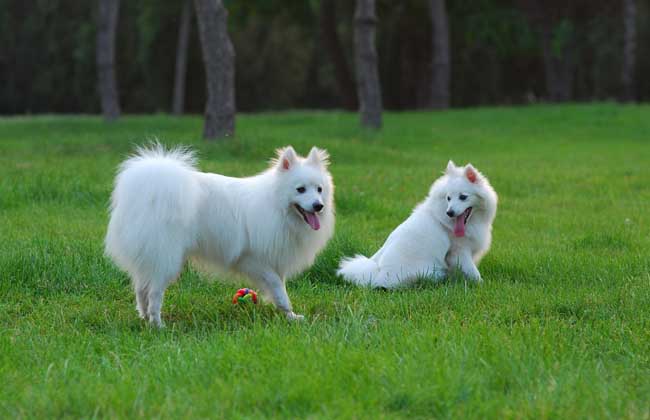 银狐犬多少钱一只？